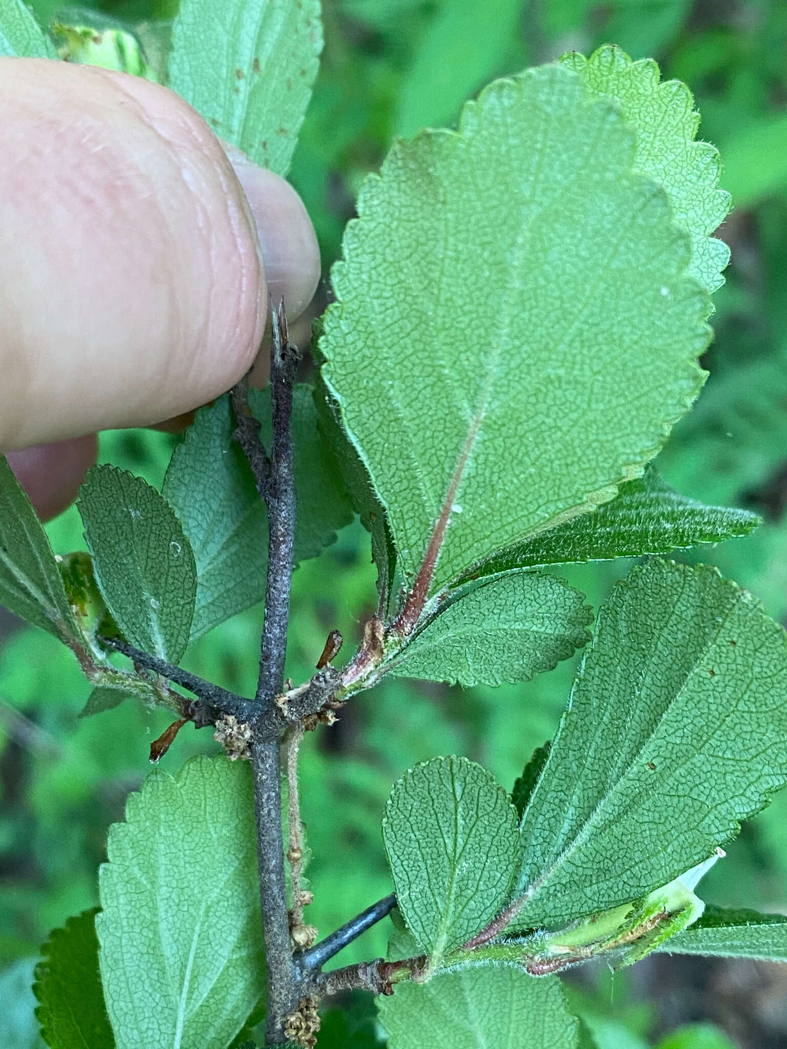 Image of dwarf hawthorn