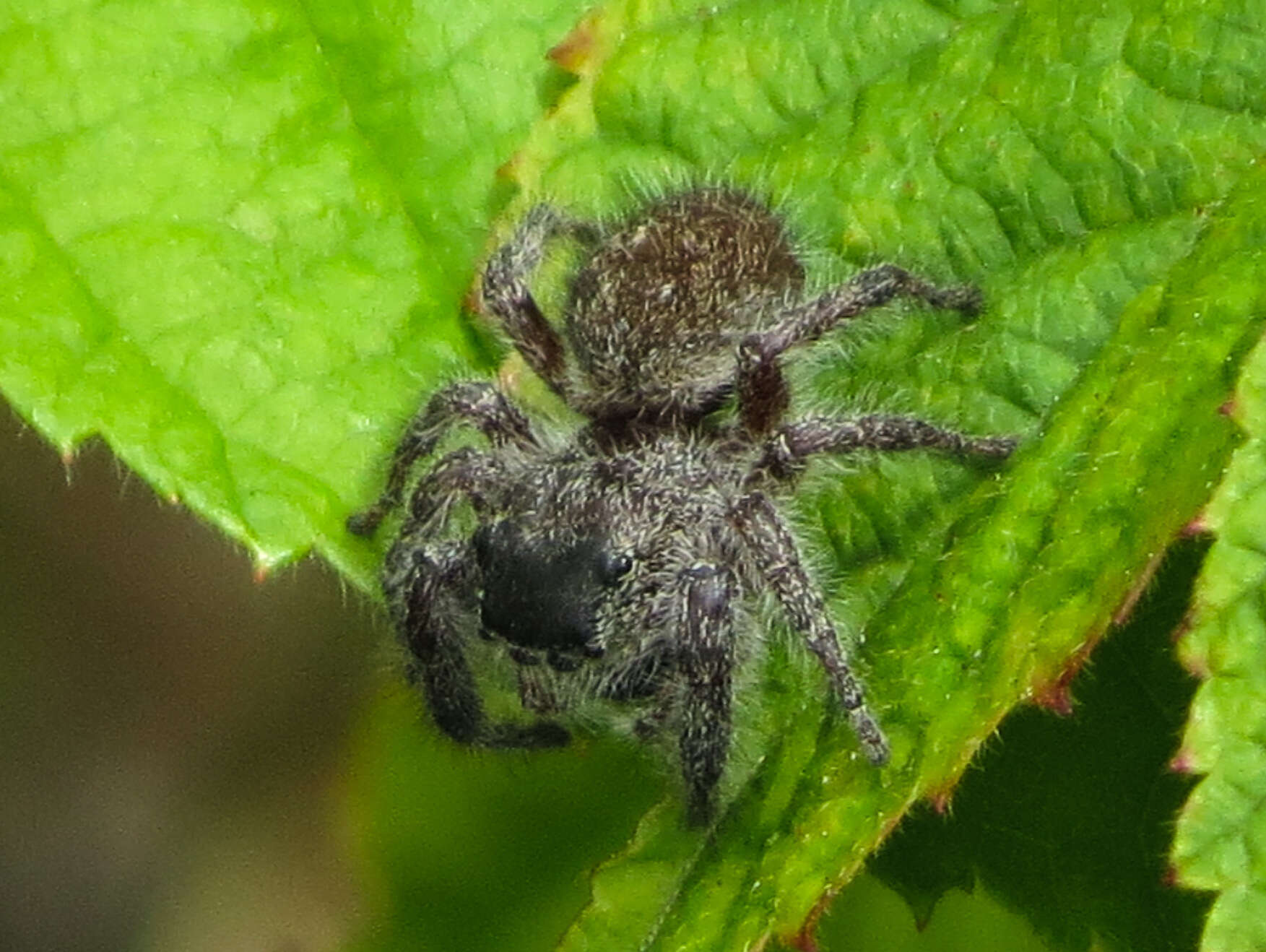 Image of Phidippus princeps (Peckham & Peckham 1883)