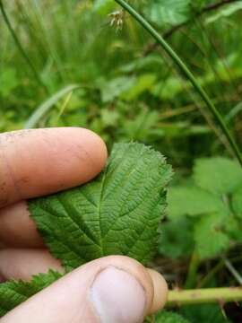 Image of Rubus conjungens (Bab.) Warren