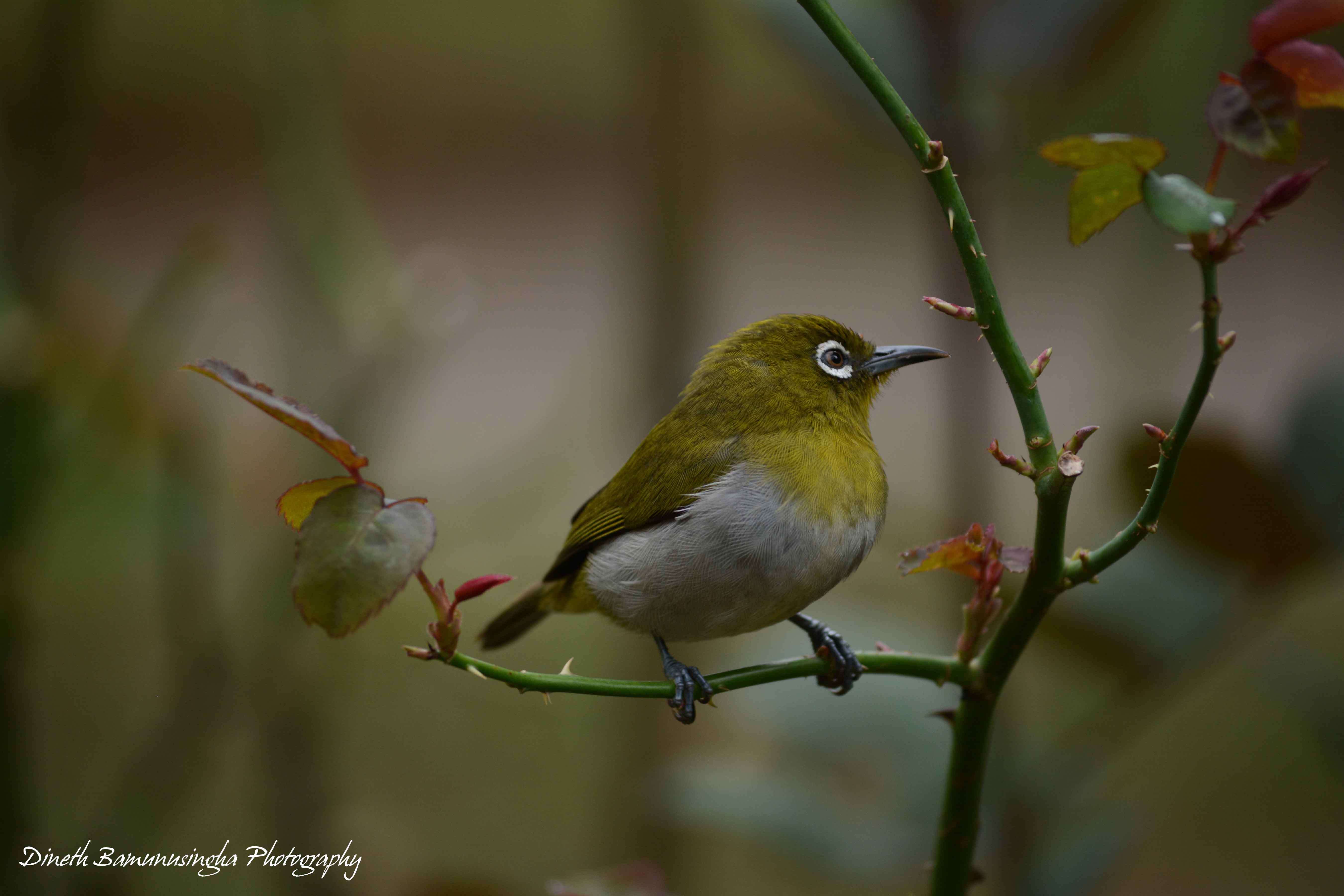 Image of Ceylon White-eye