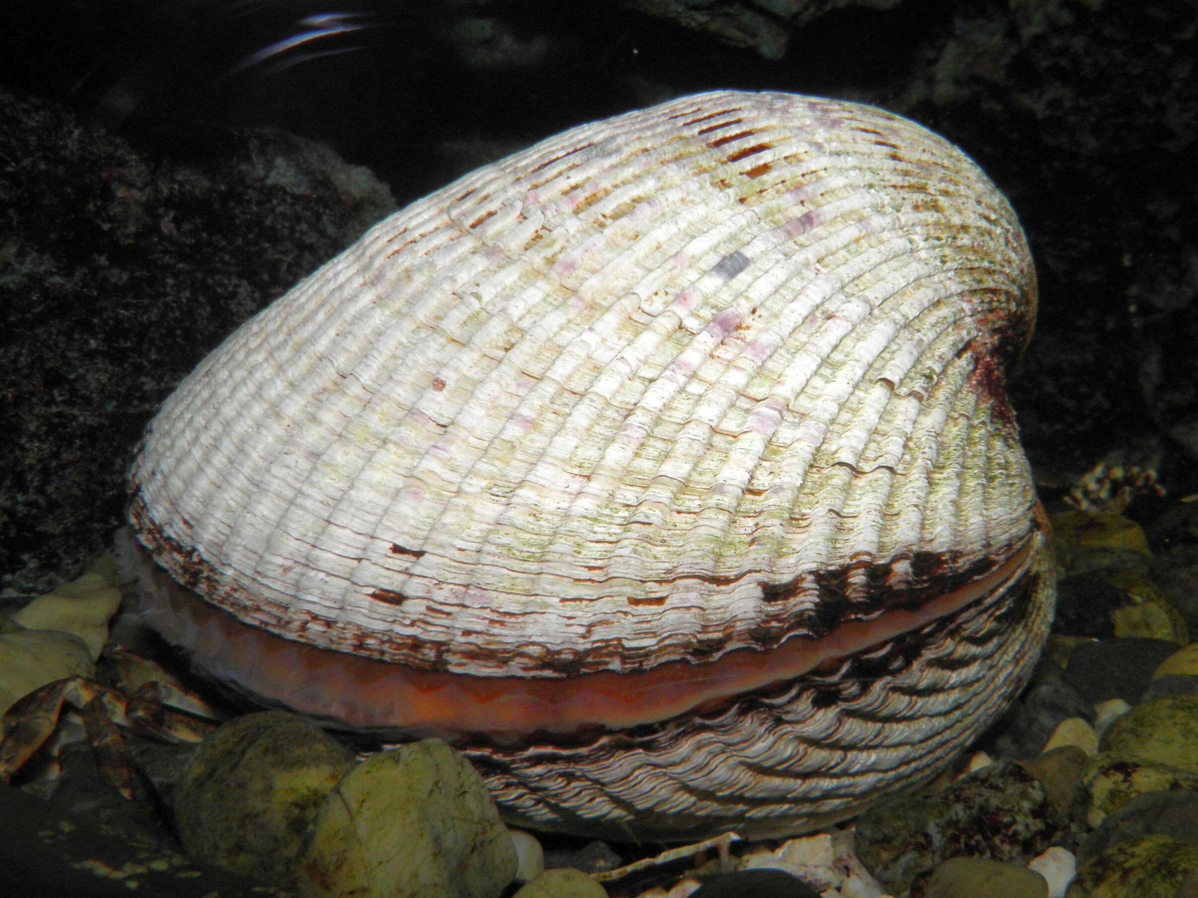 Image of Blood clam
