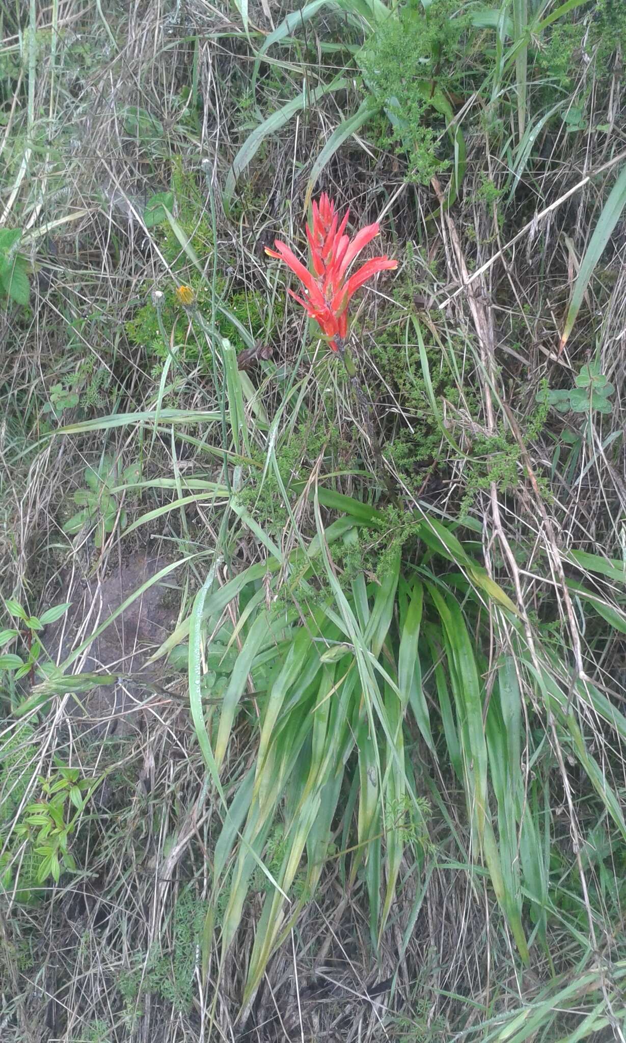 Imagem de Pitcairnia pungens Kunth