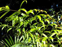 Image of Bamboo Cycad