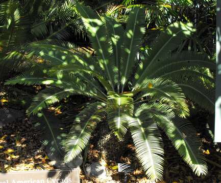 Image of Cycad