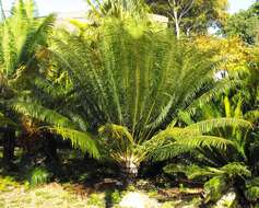 Image of Crozier cycas