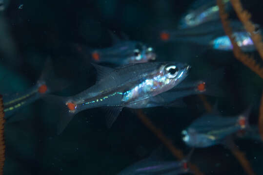 Image of Red-spot cardinalfish