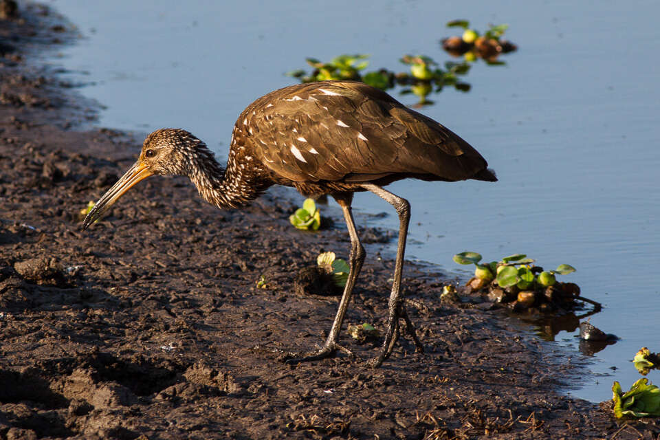 Image of limpkins