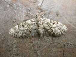 Слика од Eupithecia tantillaria Boisduval 1840