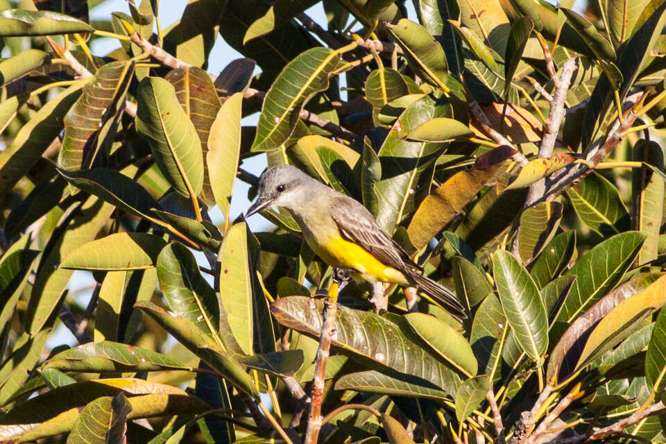 Image of Tropical Kingbird