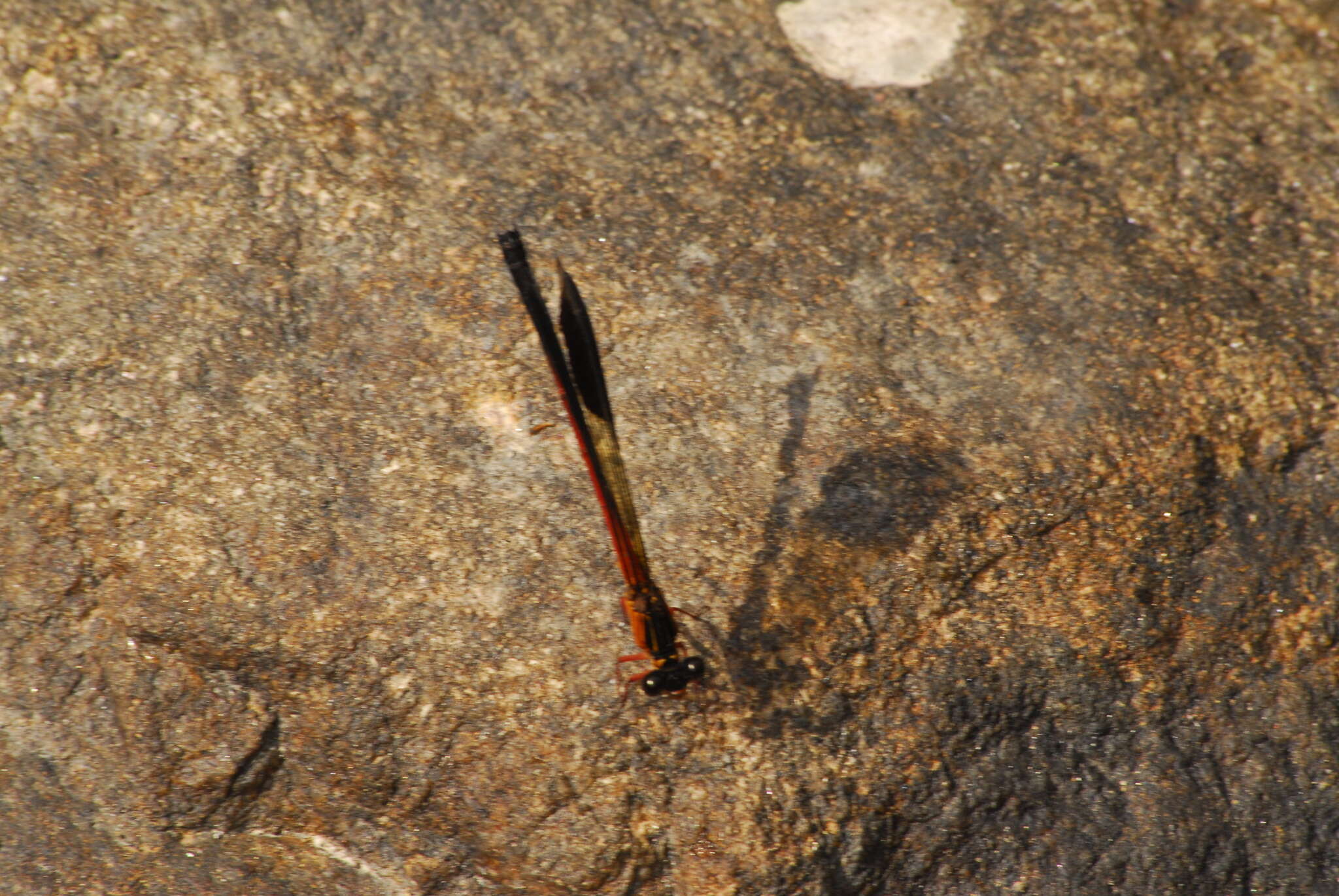 Image of Euphaea cardinalis (Fraser 1924)