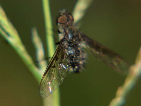 Spogostylum incisurale (Macquart 1840) resmi