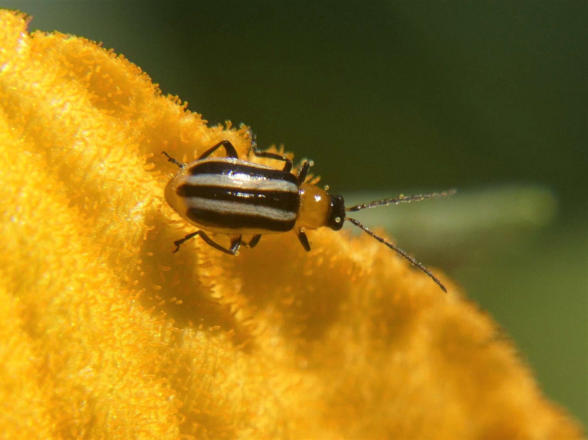 Image of Acalymma blandulum (J. L. Le Conte 1868)