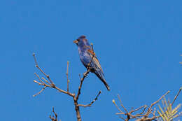 Image of Blue Grosbeak