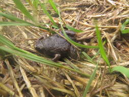 Image of Barber's Sheep Frog