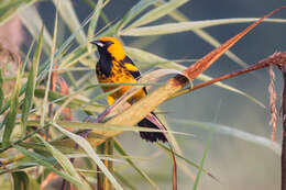 Image of Spot-breasted Oriole