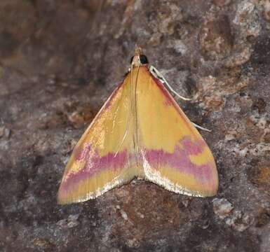 Image of Pyrausta scurralis Hulst 1886