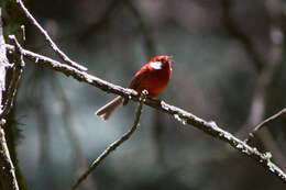 Cardellina rubra (Swainson 1827) resmi