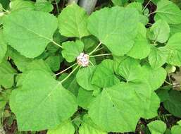 Clerodendrum chinense (Osbeck) Mabb. resmi