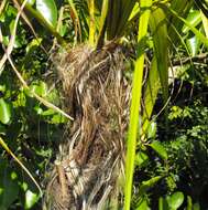 Image of Dypsis utilis (Jum.) Beentje & J. Dransf.