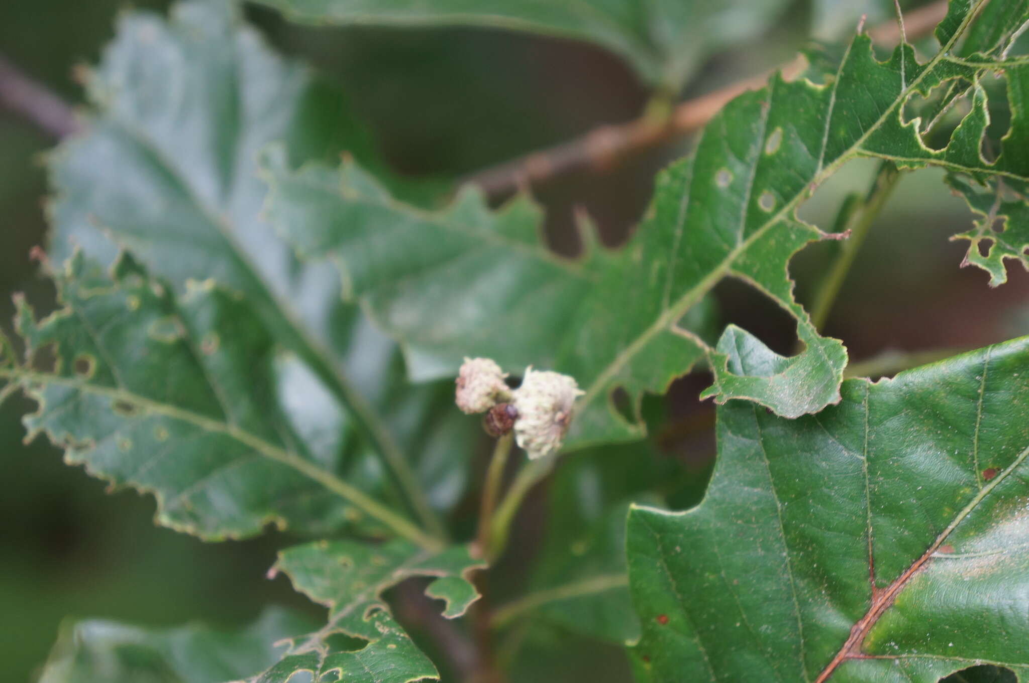 Image of Swamp White Oak