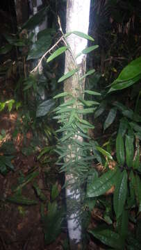 Image of Pothos scandens L.