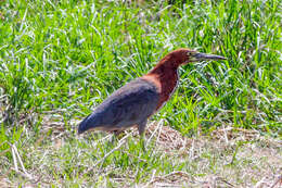 Image of Rufescent Tiger Heron