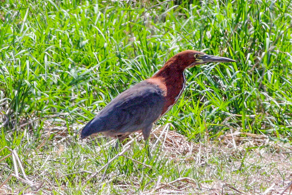 Image of Rufescent Tiger Heron