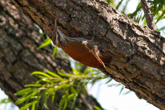 Image of Narrow-billed Woodcreeper