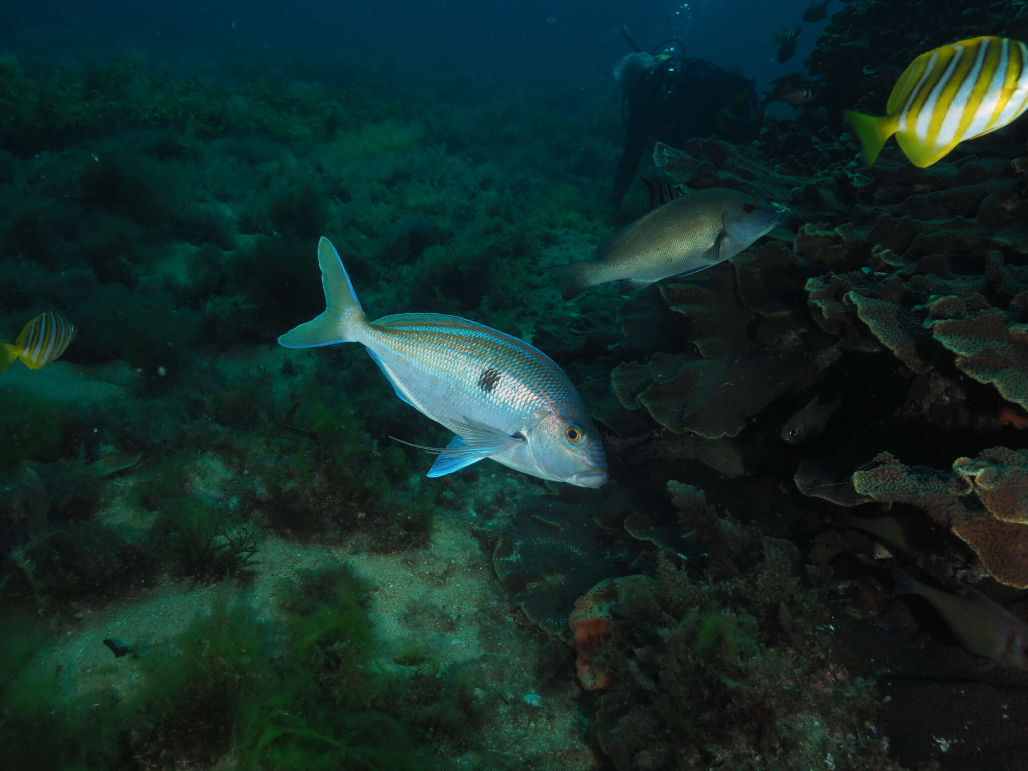 Image of Blue morwong