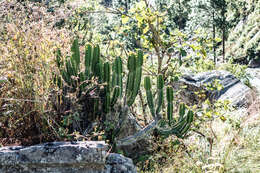 Image of Euphorbia royleana Boiss.