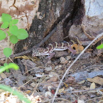 Image of Western Banded Gecko