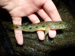 Image of Goby