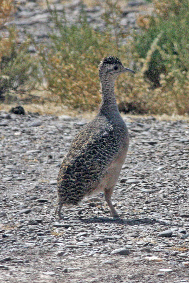 Image of Ornate Tinamou