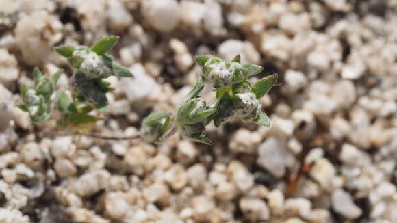 Image of Arizona cottonrose