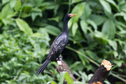 Image of Long-tailed Cormorant