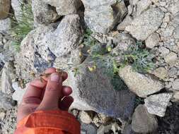 Imagem de Artemisia kruhsiana subsp. alaskana (Rydb.) D. F. Murray & Elven