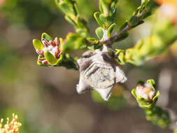 Image of Melaleuca asterocarpa subsp. asterocarpa