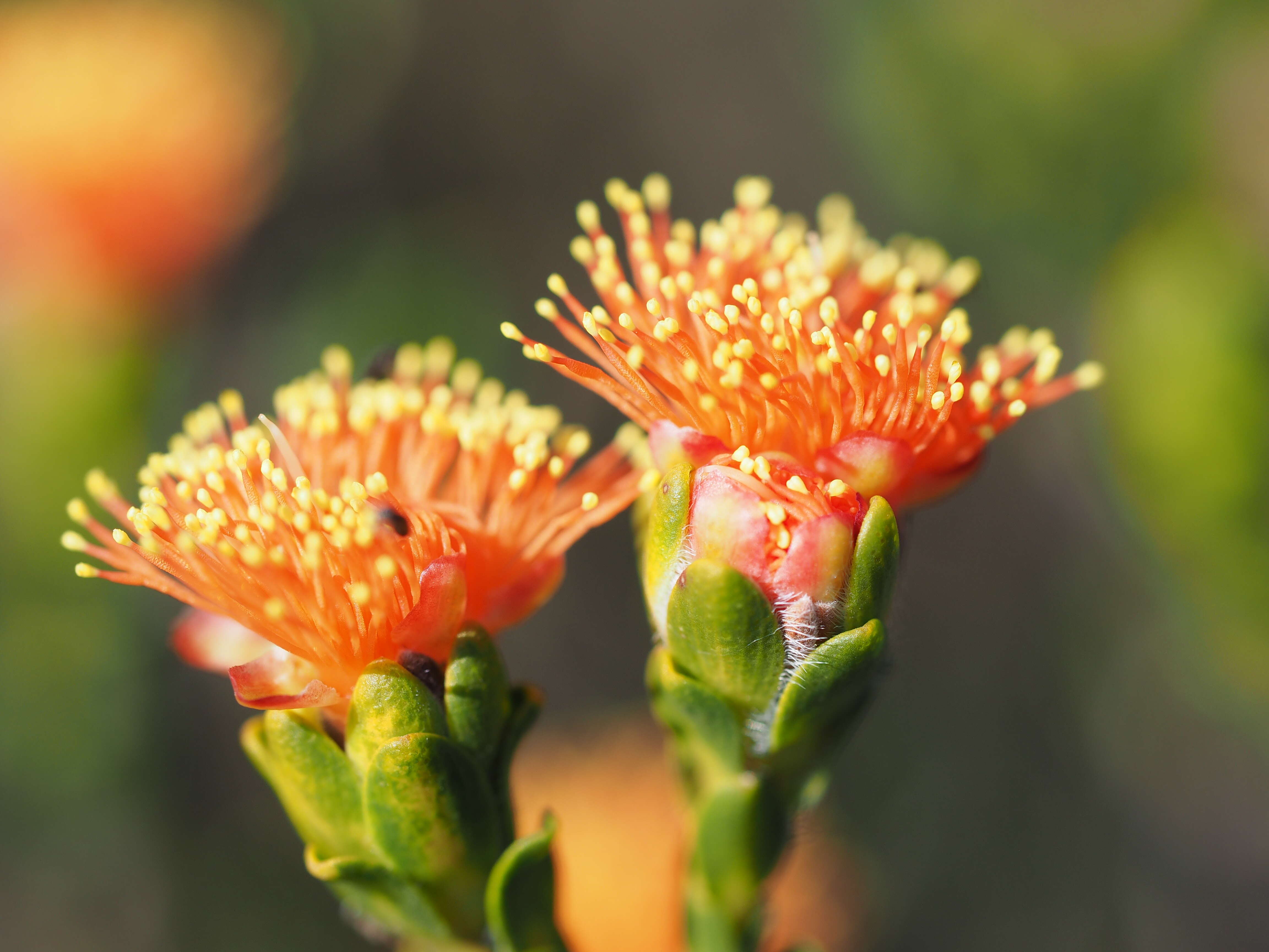 صورة Melaleuca asterocarpa subsp. asterocarpa