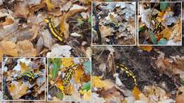 Image of Common Fire Salamander