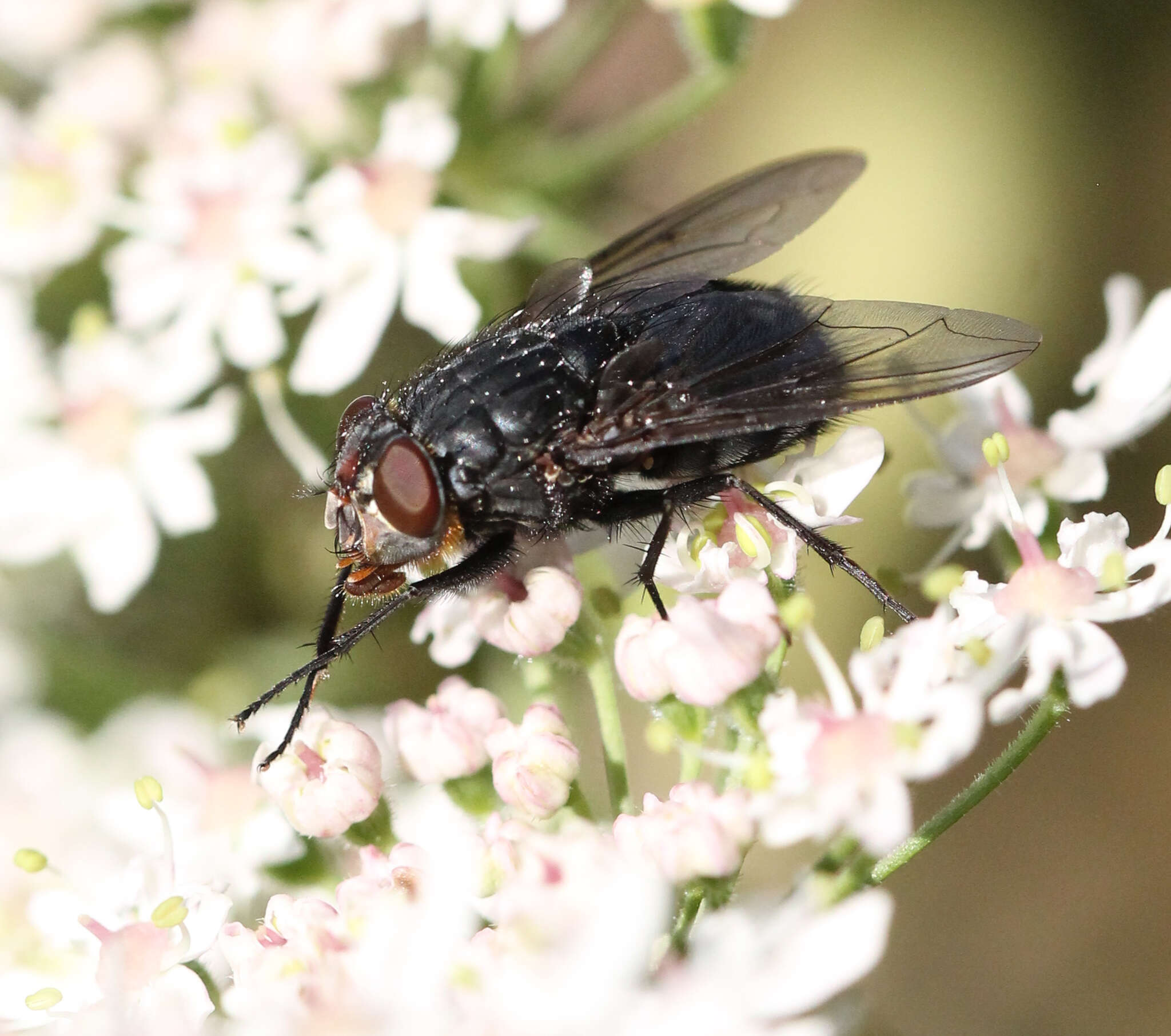 Image of Blue bottle fly