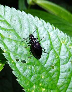 Image of Physodera eschscholtzii Parry 1849