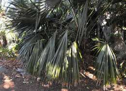 Image of Carana palm