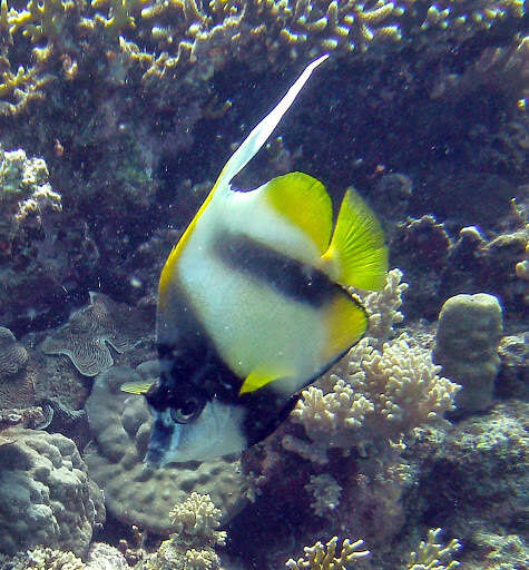 Image of Red Sea Bannerfish