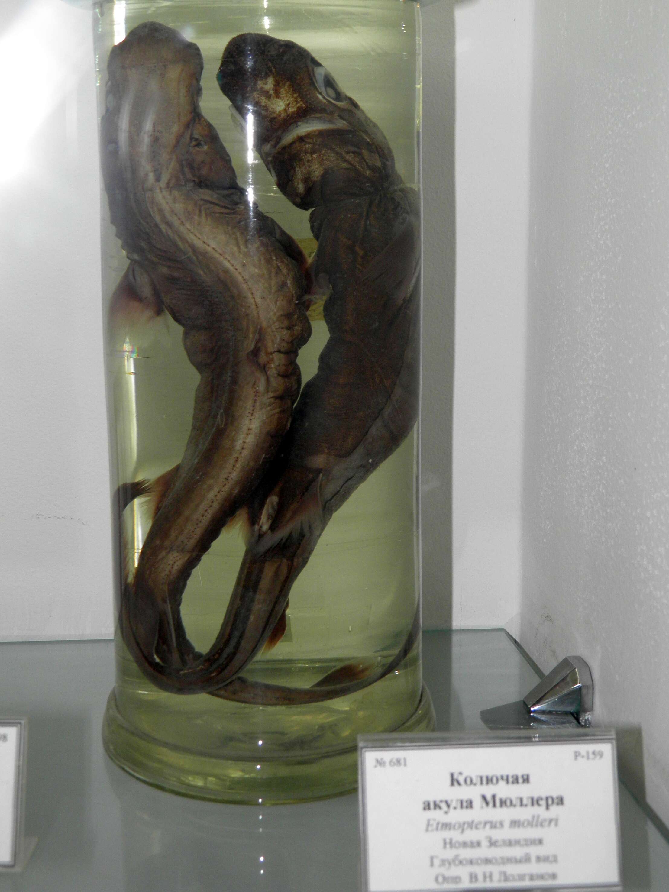 Image of Moller's Lanternshark