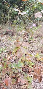 Image of barrens silky aster