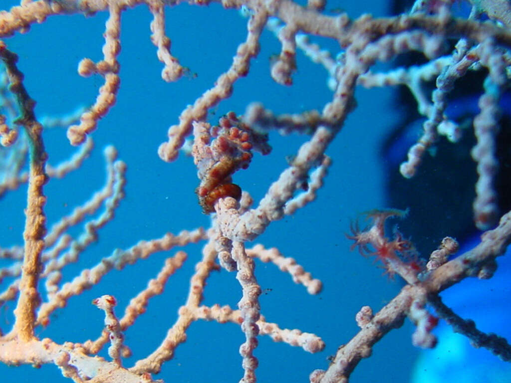 Image of Bargibant's Seahorse