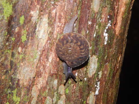 Image of Solaropsis brasiliana