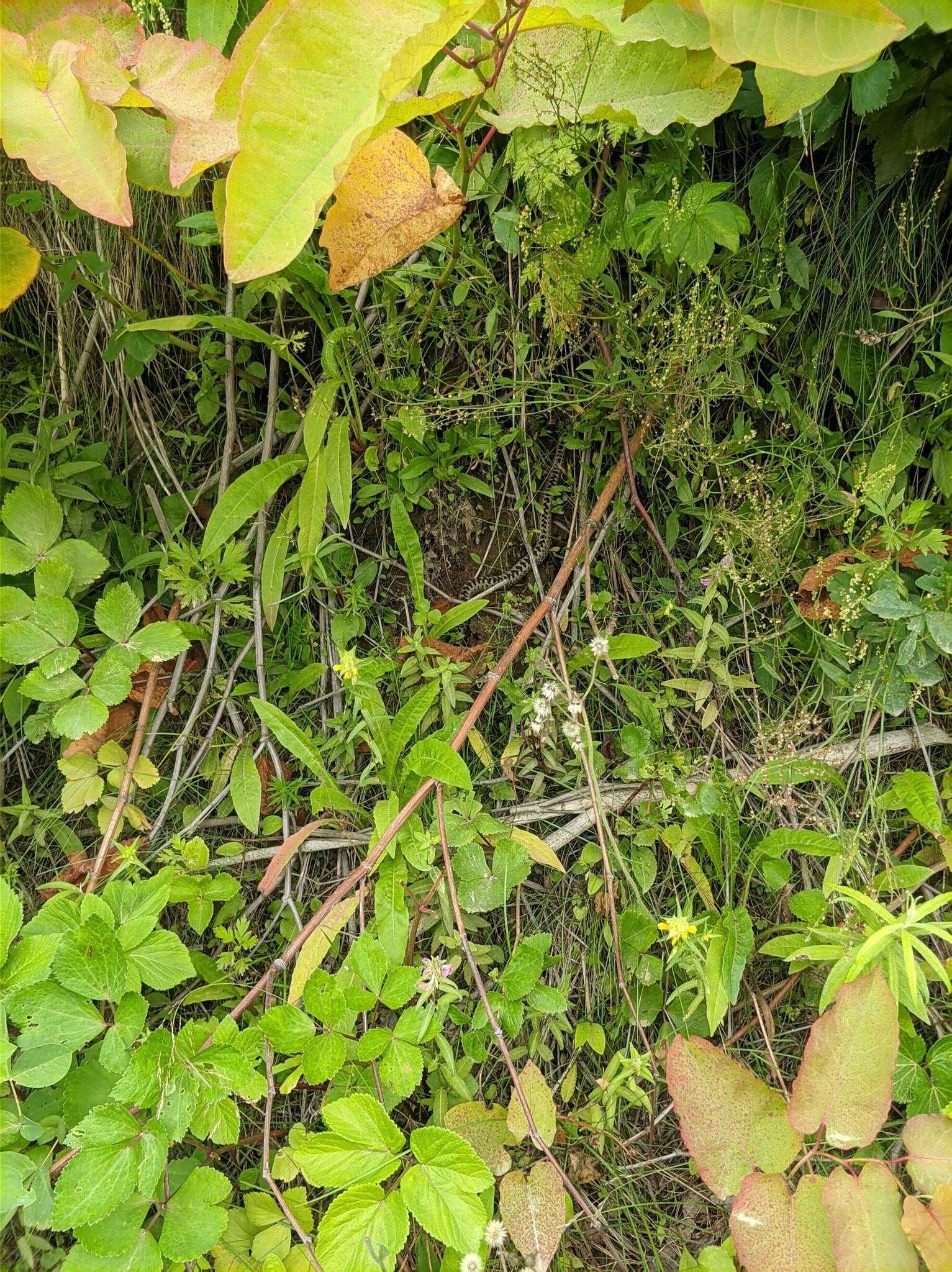 Image of Vipera berus sachalinensis Zarevsky 1917