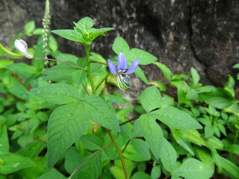 Image of fringed spiderflower