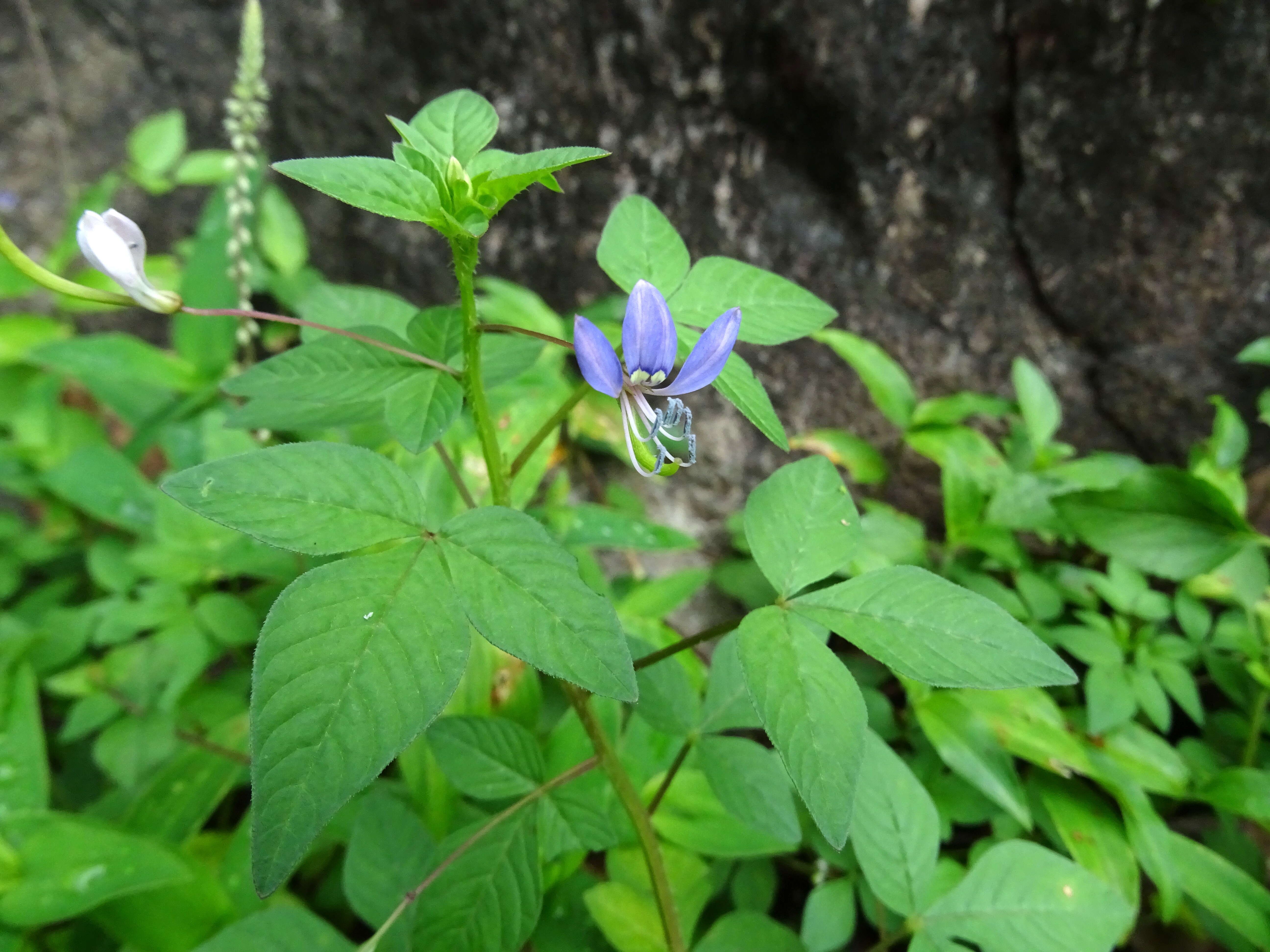 Imagem de Sieruela rutidosperma (DC.) Roalson & J. C. Hall